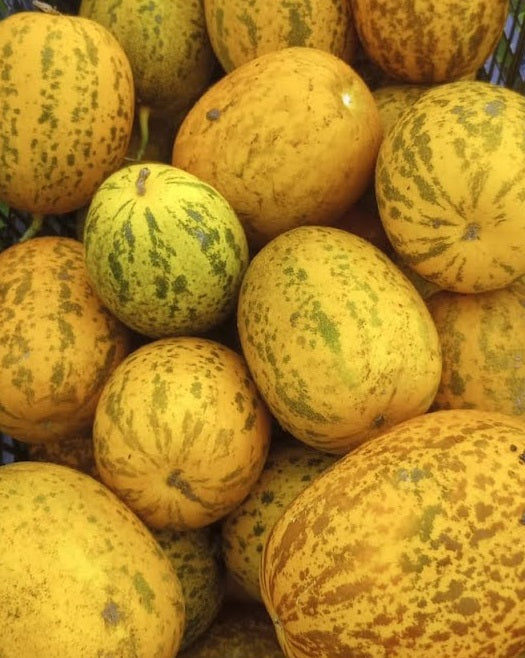 Cucumbers Seeds of India