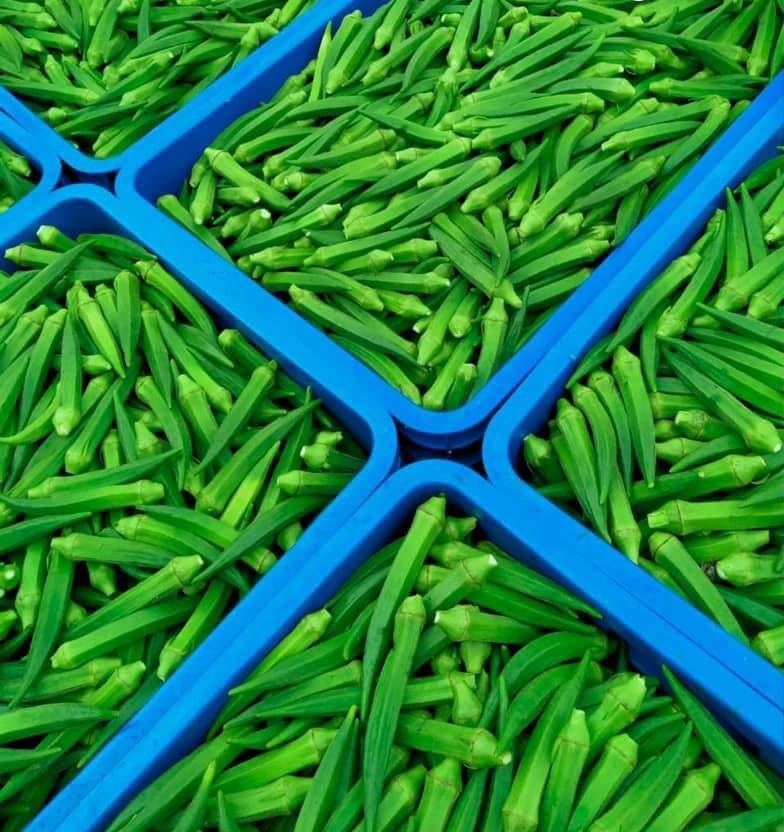 Okra Seeds of India
