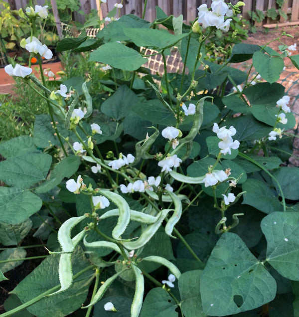 Hyacinth(Valor)BeanLakshmi Seeds of India