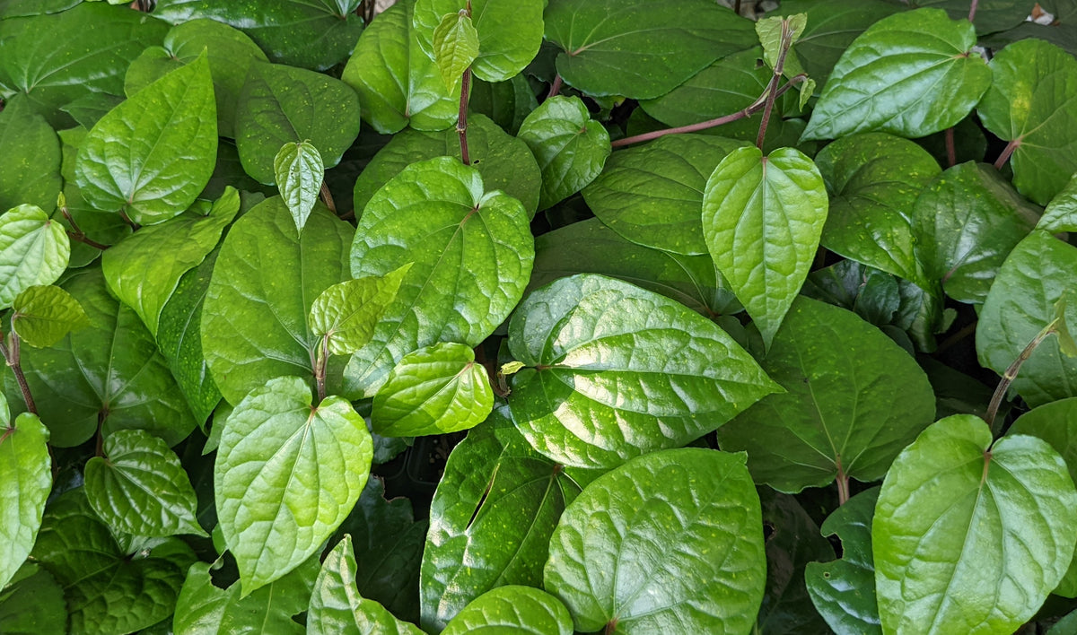 betel leaf plant from seeds Betel Leaf Plant