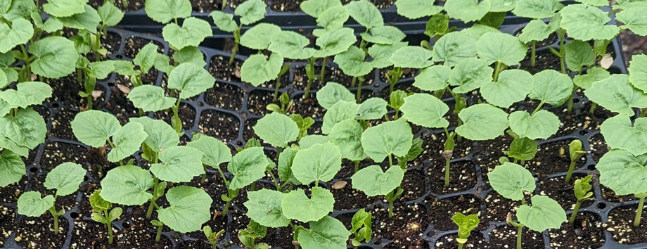 Seed Germination Basics  Seeds of India