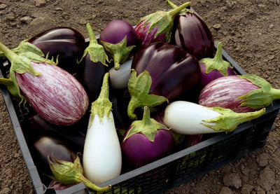 Eggplant – Seeds of India