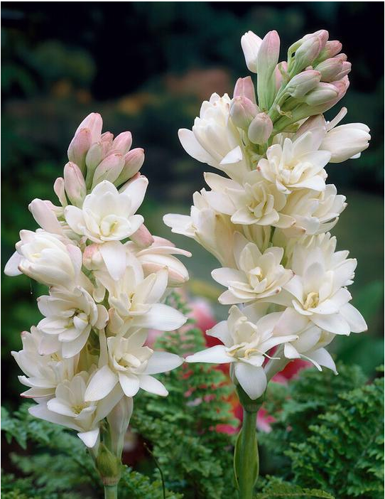 Spring Bulbs – Seeds of India