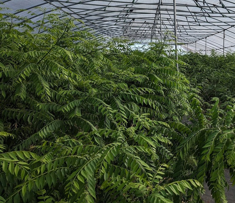 amla plant from seed Amla Plant – Seeds of India