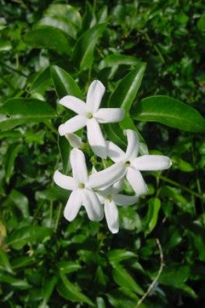 indian jasmine flower seeds Twisted Jasmine
