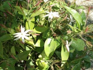 indian jasmine flower seeds Star Jasmine – Seeds of India