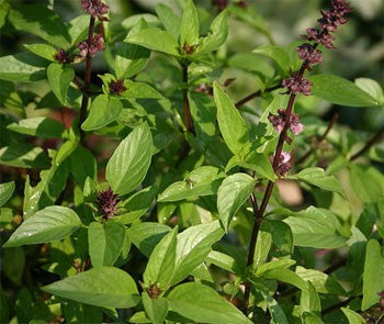 tukmaria seeds plant Thai Basil(Tukmaria)-Siam Princess