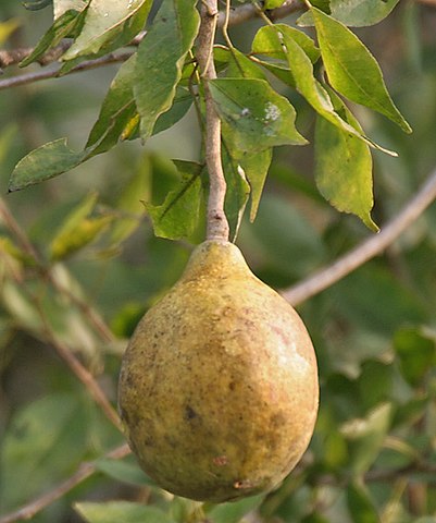 bilva patra plant seeds Bael/Bilva Seeds