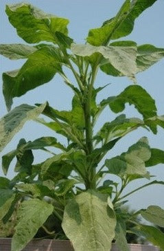 callaloo plant seeds Amaranthus-Callaloo