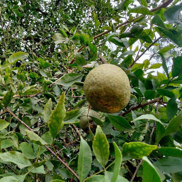 bilva patra plant seeds Bael/Bilva Seeds