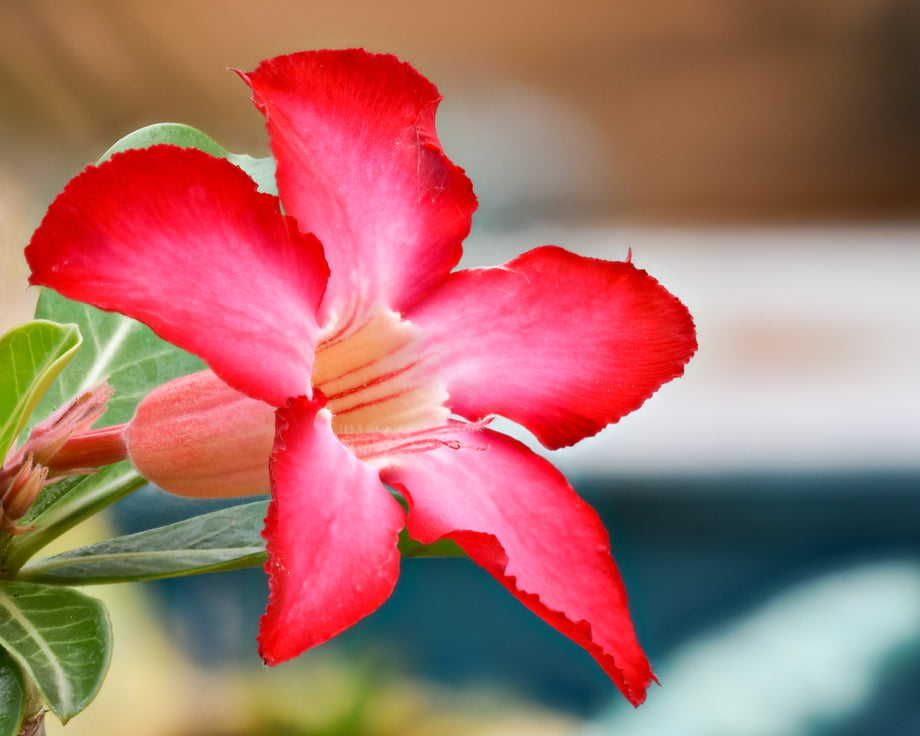 Desert Rose Plant  Seeds of India