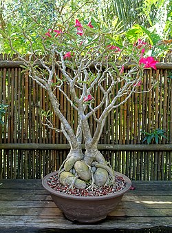 Desert Rose Plant
