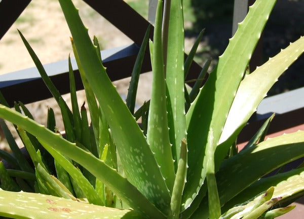 aloe vera plant in kannada Aloe vera Plant
