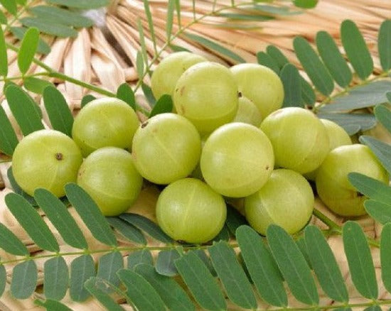 amla plant seeds Amla Plant