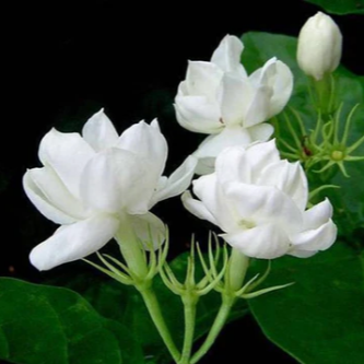 arabian jasmine flower seeds Jasmine-Arabian Knights – Seeds of India