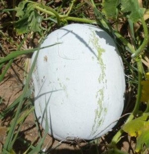 ash gourd seeds for planting Ash Gourd-Yash