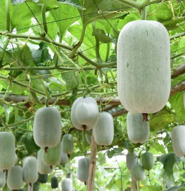 ash gourd seeds for planting Ash Gourd-Ganges