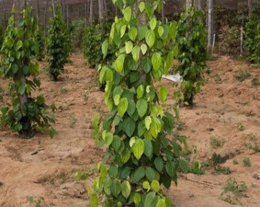 black pepper seeds planting Black Pepper Plant – Seeds of India