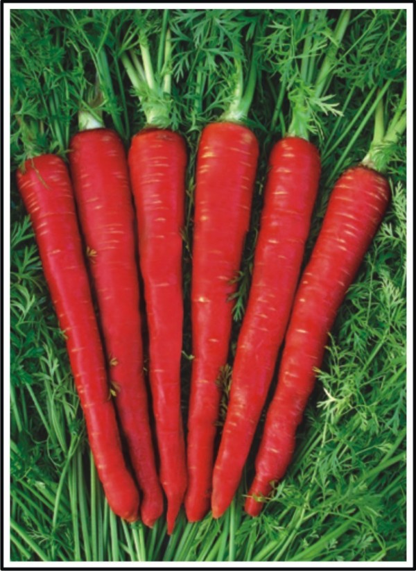 Carrot-Kesar – Seeds of India