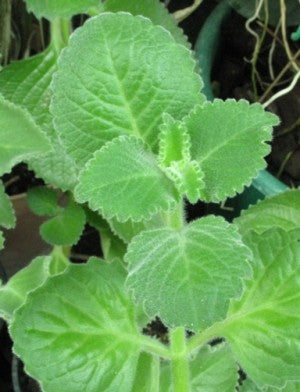 omam seed plant Ajwain Leaf Plant – Seeds of India
