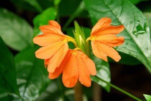 kanakambaram plant seeds Crossandra-Tropic Flame