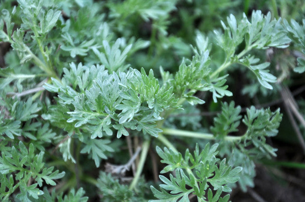davanam plant seeds Davana