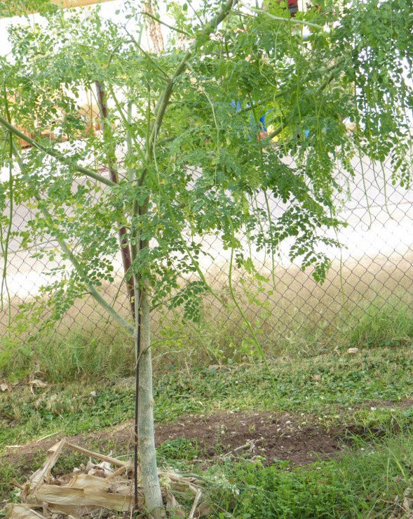 drumstick seeds for planting Drumstick Tree Seeds
