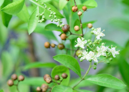 gorintaku plant seeds Henna Plant – Seeds of India