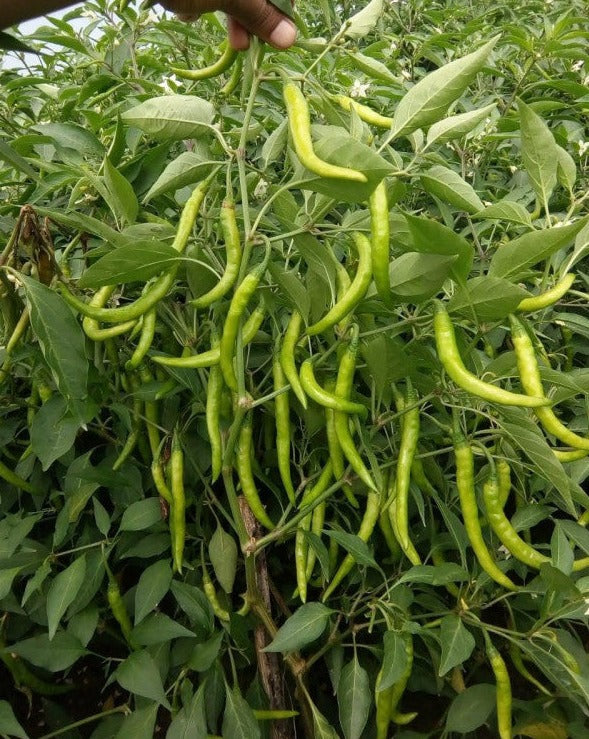 Hot Pepper-Jyoti – Seeds of India