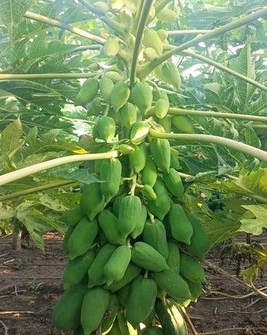 papaya seed planting Dwarf Papaya Seeds-Blush Beauty
