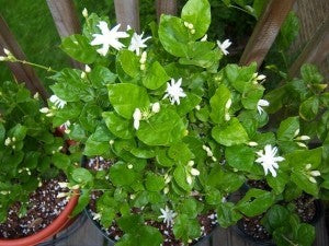 indian jasmine flower seeds Jasmine-Belle of India