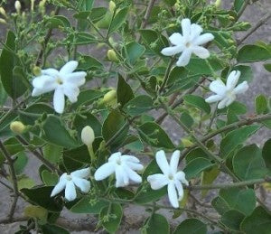 indian jasmine plant seeds Jasminium Molle-Juhi