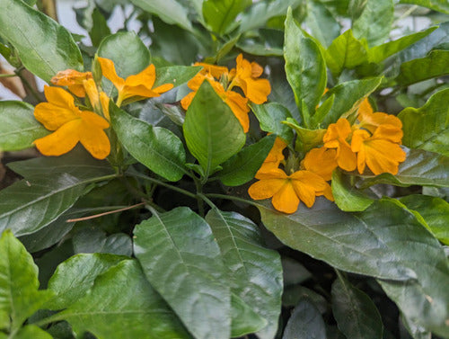 aboli plant seeds Kanakambaram Plants – Seeds of India