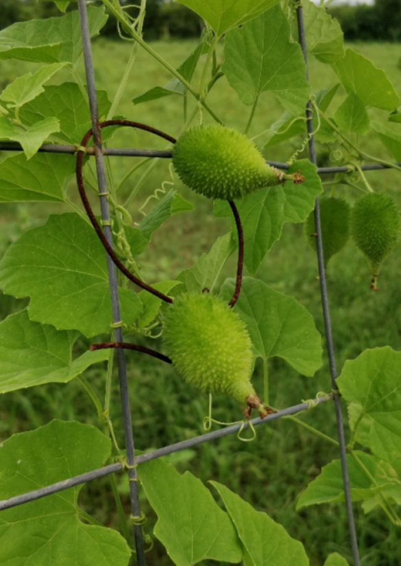 kantola plant seeds Spinegourd-Kantola Seeds
