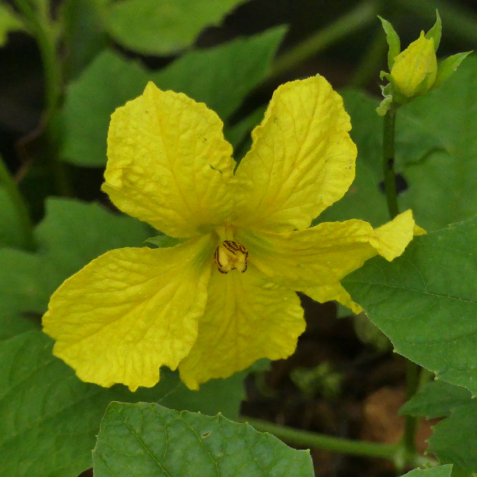 kantola plant seeds Spinegourd-Kantola Seeds