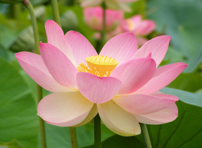 seeds of lotus plant Sacred Indian Lotus – Seeds of India