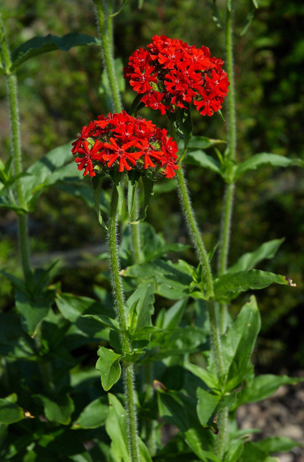 maltese cross flower seeds Maltese Cross – Seeds of India