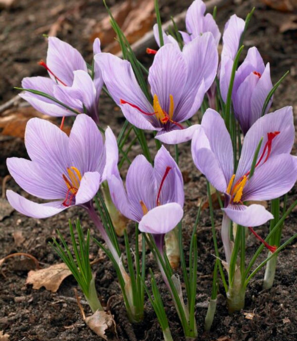 Saffron BulbsReady to Ship! Seeds of India