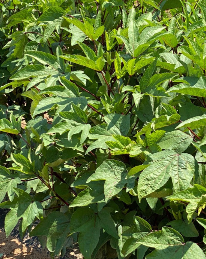 50+ Seeds Gongura Seeds - Perfect For Planting And Gifting