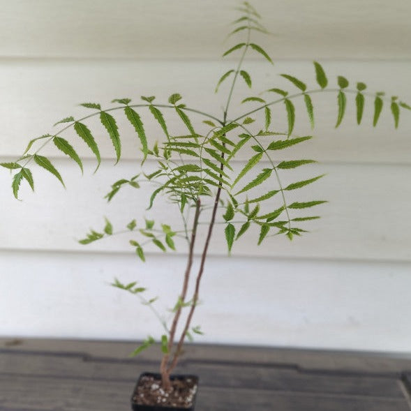 neem plant from seed Neem Tree