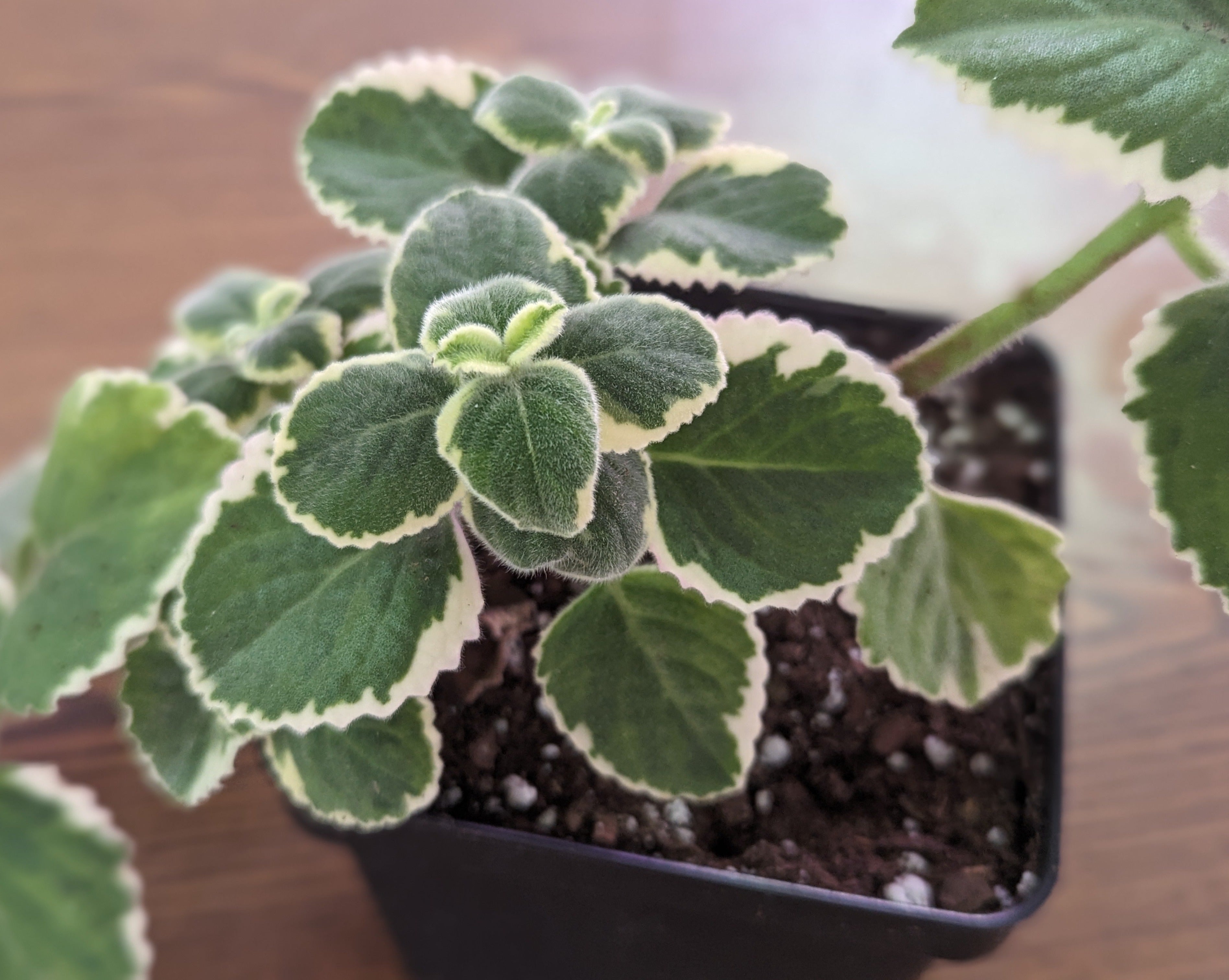 carrom seeds plant Ajwain Leaf Plant – Seeds of India
