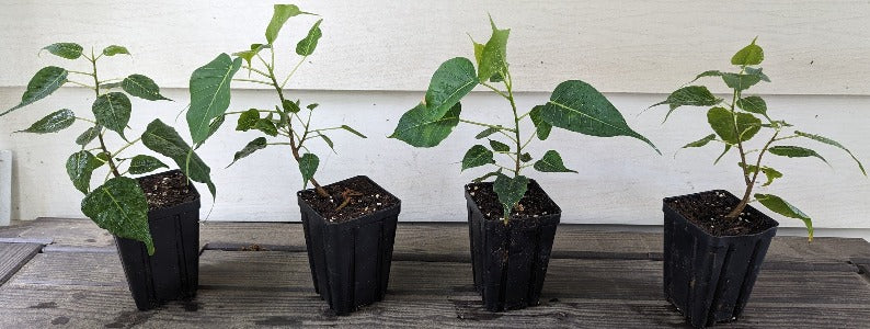 plant more seeds bodhi Peepal/ Bodhi Tree – Seeds of India