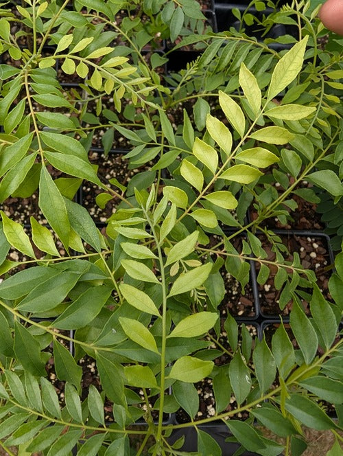 indian curry plant seeds Curry Leaf Plant