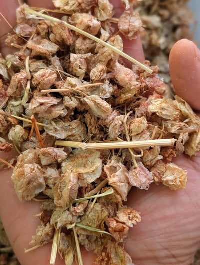 chukkakura seeds planting Chukka kura
