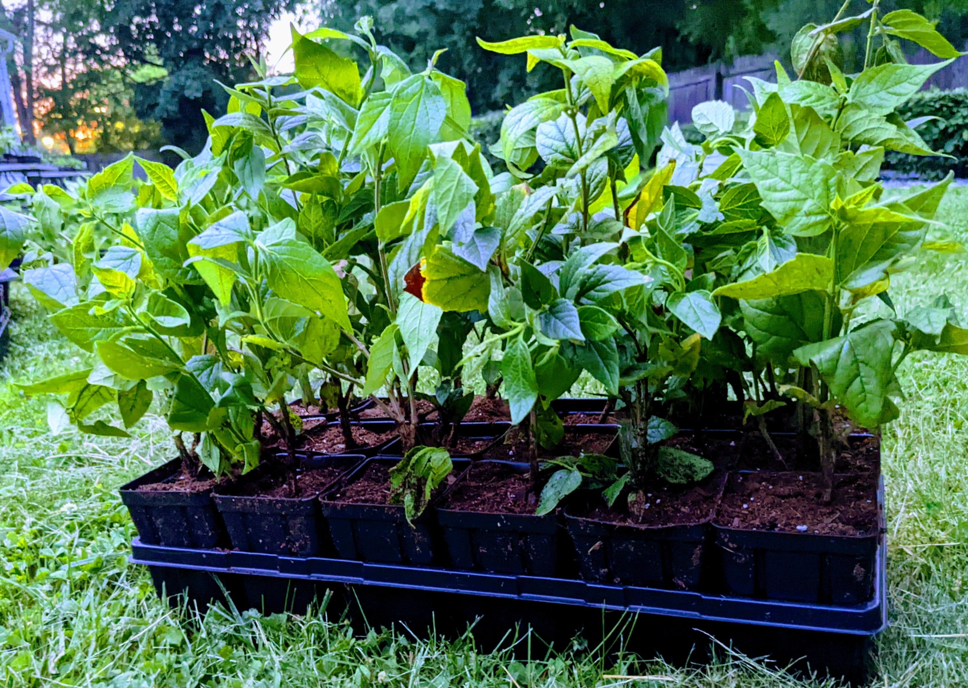 parijat plant seeds online Parijat