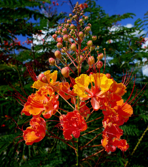 peacock flower seeds Peacock Flower Seeds
