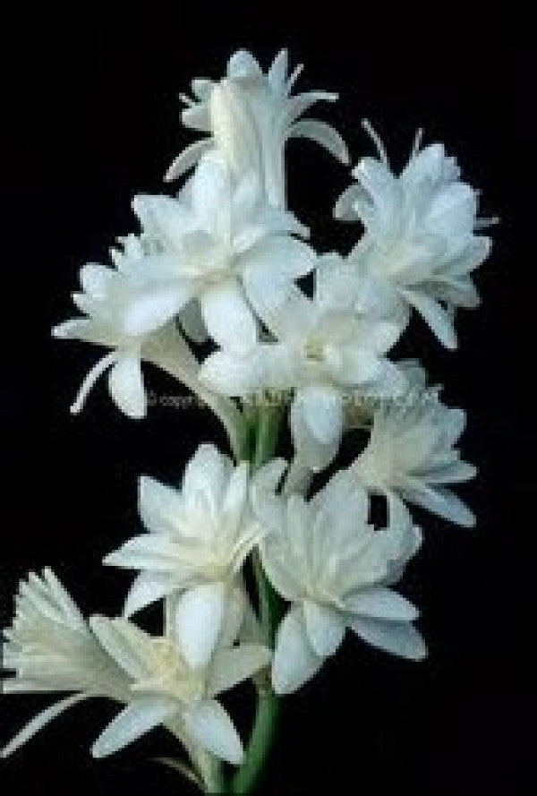 rajnigandha plant seeds Rajnigandha Bulbs