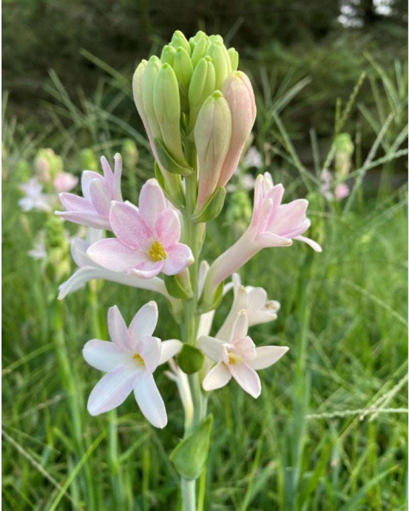 rajnigandha flower seeds Rajnigandha Bulbs