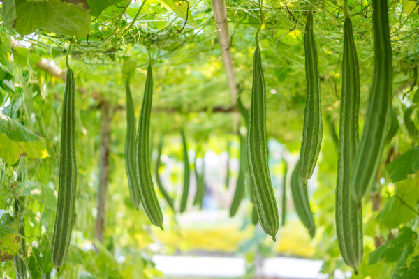 Ridge gourd-Rishi – Seeds of India