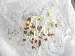 gongura plant seeds Red Stemmed Gongura